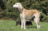 SALUKI 037